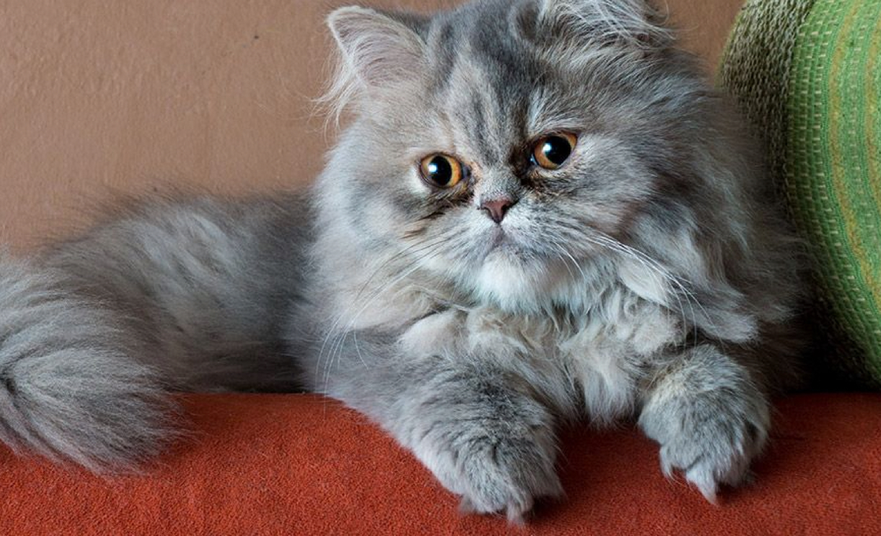 persian-cat-insurance-facts-info-advice-tesco-bank